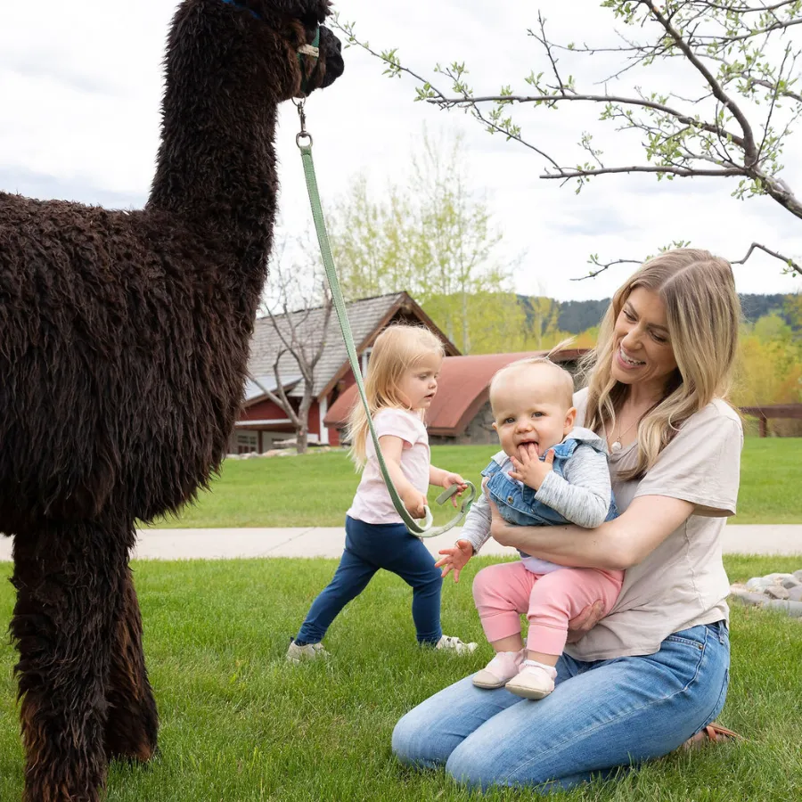 Alpaca & Llama Farm Tour Experience