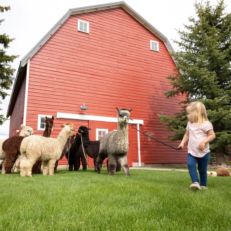 Alpaca & Llama Farm Tour Experience