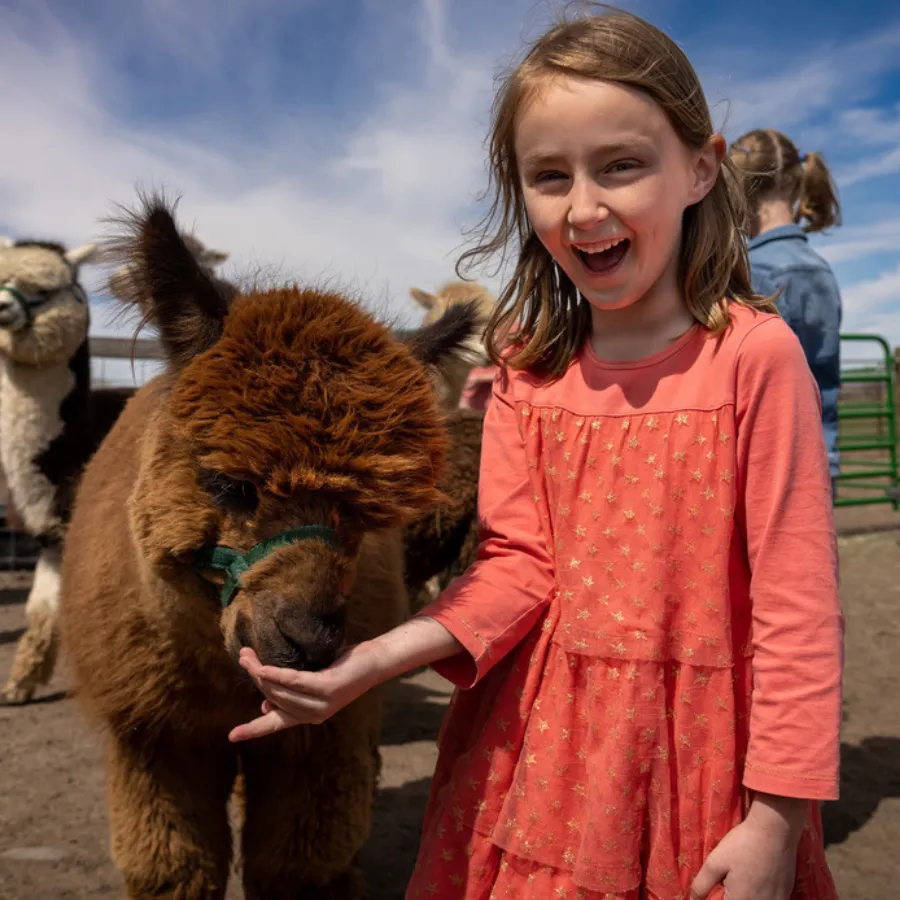 Alpaca & Llama Farm Tour Experience